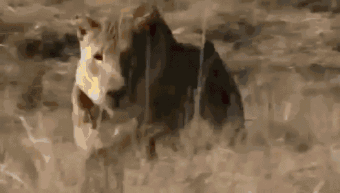 a lion is walking through a field of dry grass .