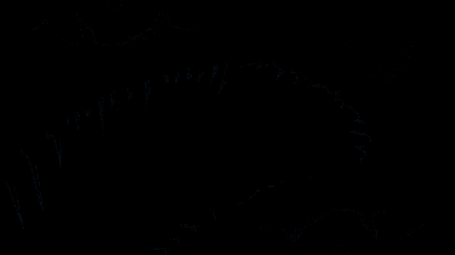 blue palm leaves on a black background that looks like a feather