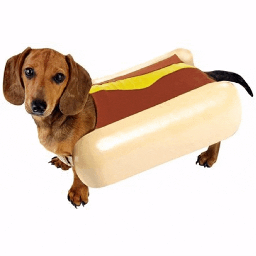 a dachshund dressed up as a hot dog