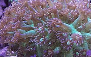 a close up of a coral with purple and green flowers