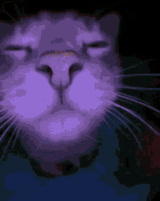 a close up of a cat 's nose with its eyes closed