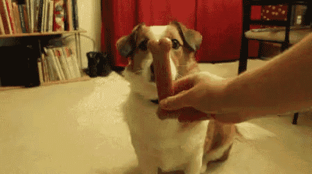 a dog is being fed a hot dog by a person .