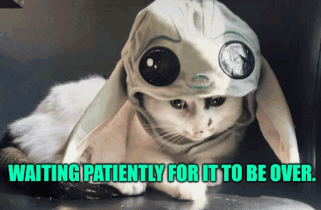 a picture of a cat wearing a bunny costume with the words waiting patiently for it to be over