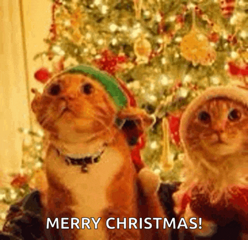 two cats wearing elf hats are sitting in front of a christmas tree and a person is saying merry christmas .