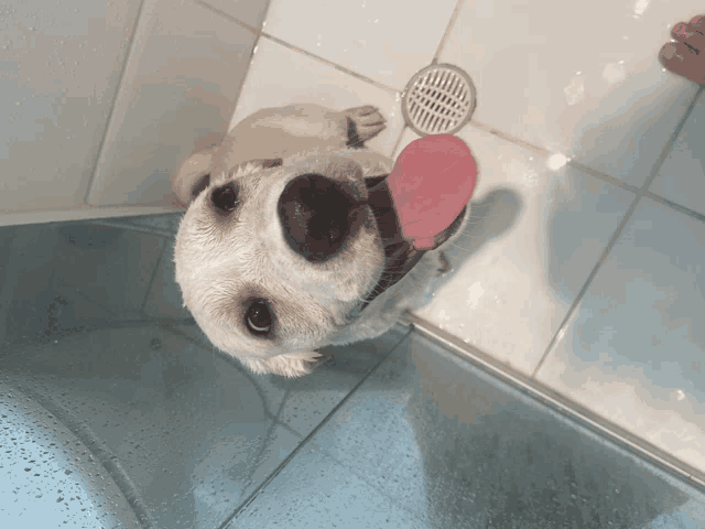 a white dog with a pink tongue sticking out of its mouth