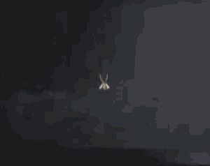 a man is laying down with a rabbit skull on top of his head .