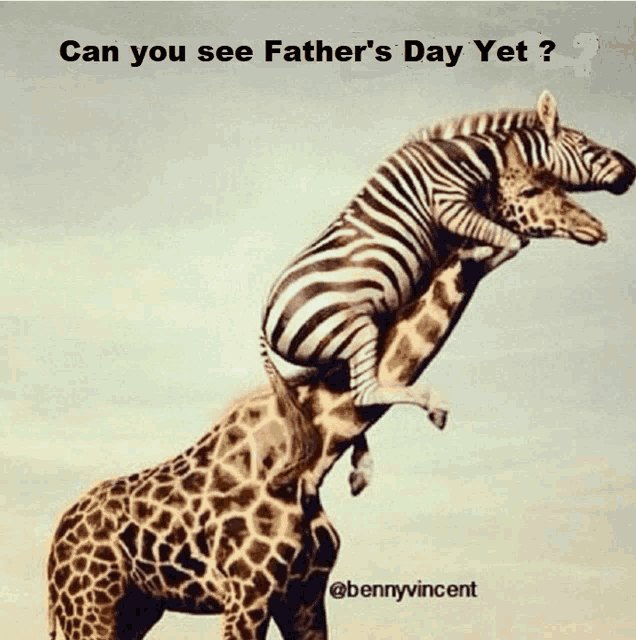 a picture of a zebra and a giraffe with the caption can you see father 's day yet