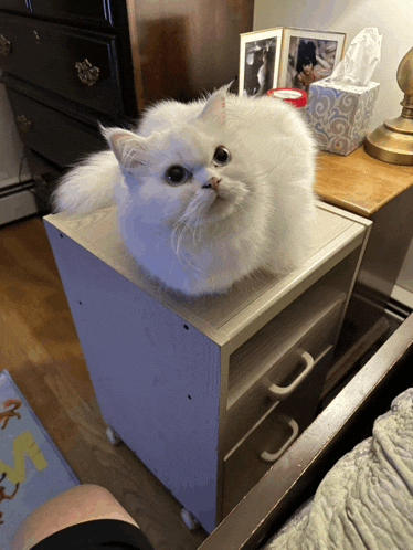 a white cat is laying on a small dresser next to a box of tissues