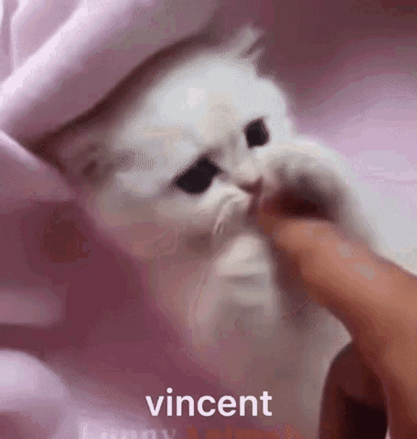 a white cat is being petted by a person 's finger .
