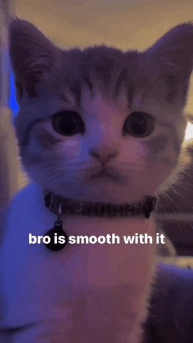 a close up of a cat with the words bro is smooth with it written below it