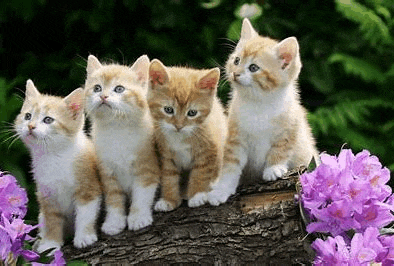 four kittens are sitting on top of a tree stump .