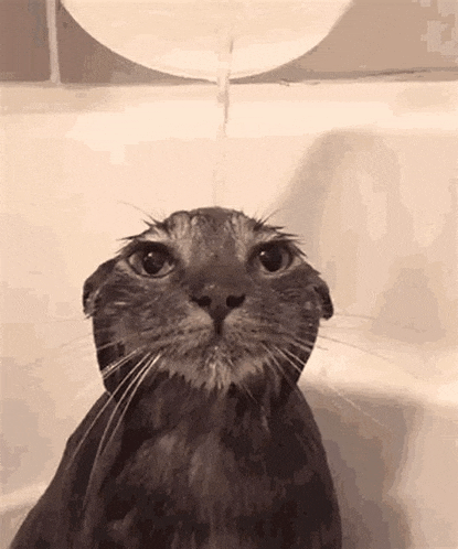 a cat is taking a bath in a bathtub while water is pouring from a faucet .