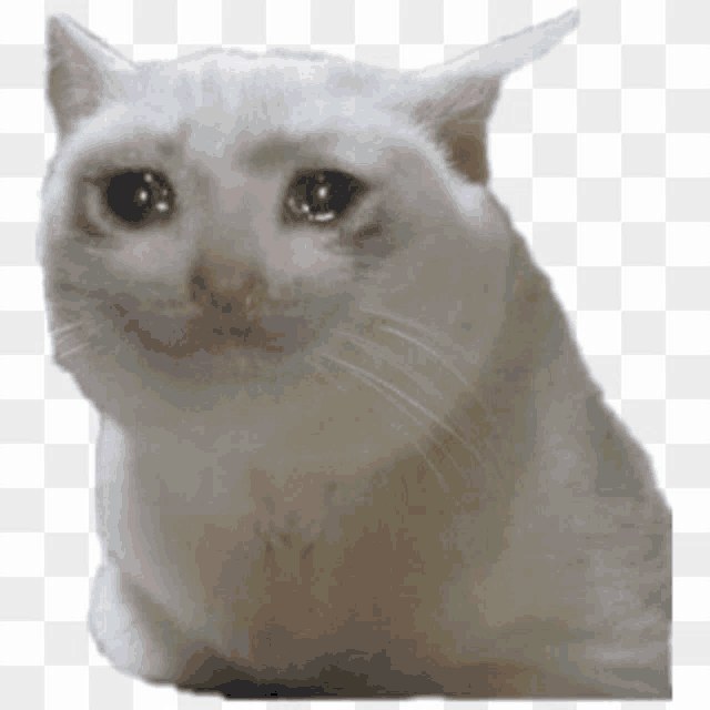 a white cat with tears in its eyes is looking at the camera