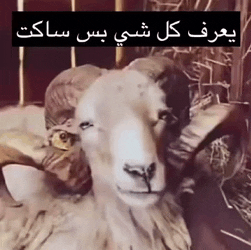 a close up of a sheep with arabic writing on it