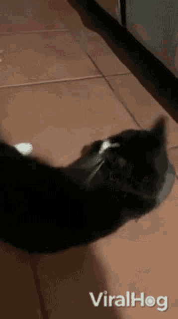 a black and white cat is laying on a tiled floor and looking at the camera .