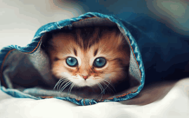 a kitten with blue eyes is wrapped in a pair of blue jeans