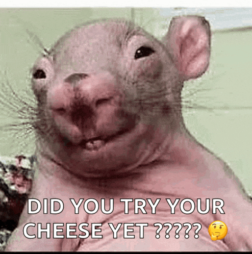 a picture of a hairless rat with the words " did you try your cheese yet "