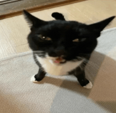 a black and white cat is standing on its hind legs on a carpet .