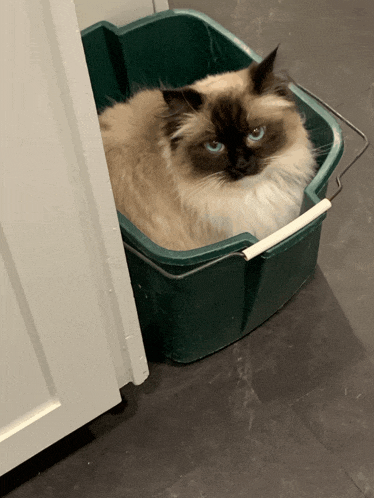 a fluffy cat is sitting in a green bucket next to a door