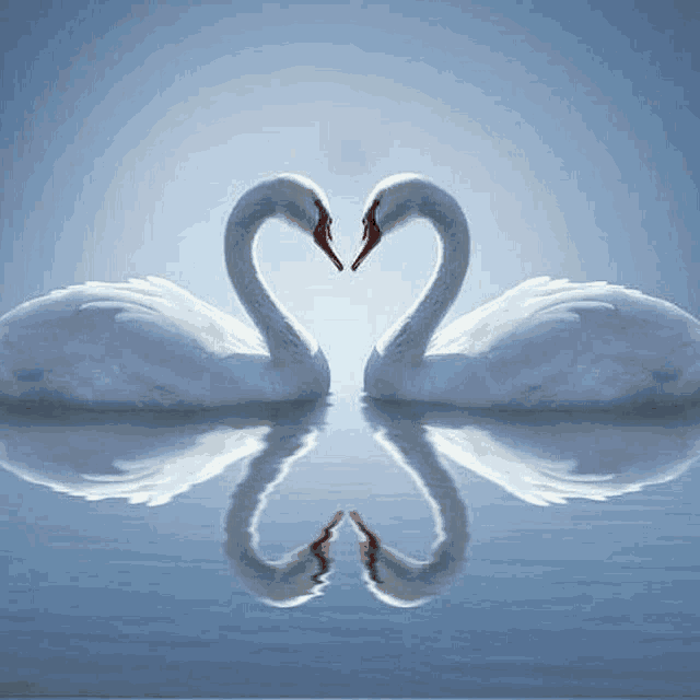 two white swans are making a heart shape with their necks .