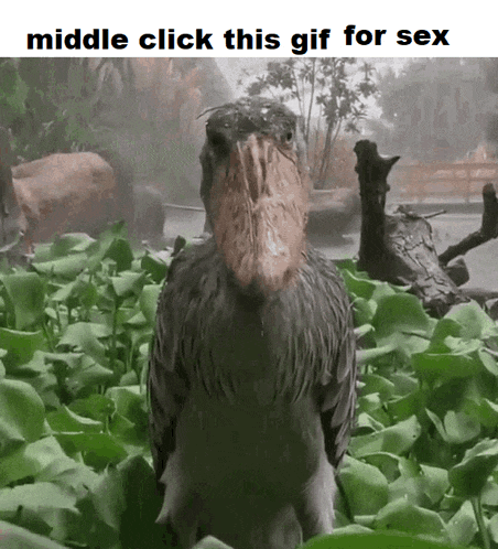 a bird with a large beak is standing in a field with the words middle click this gif for sex