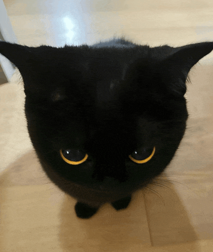 a close up of a black cat 's face with yellow eyes
