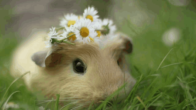 a guinea pig wearing a wreath of daisies on it 's head