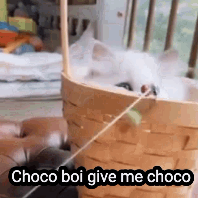 a white dog is sitting in a basket with the words choco boi give me choco above it