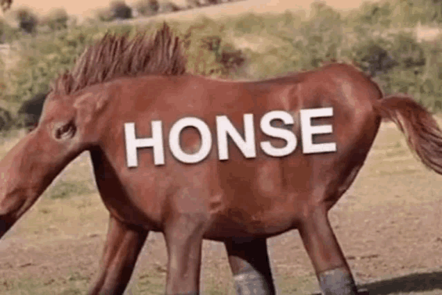 a brown horse with the word honse written on its back is walking in a field .