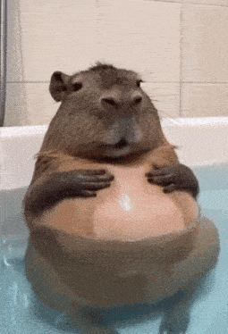 a capybara is sitting in a bathtub holding its belly