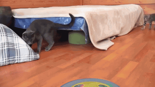 a cat is playing under a bed with a blanket on it