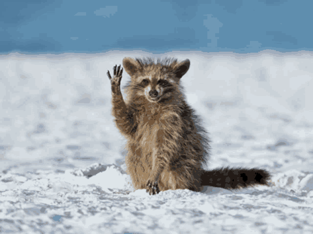 a raccoon is sitting in the snow and waving at the camera