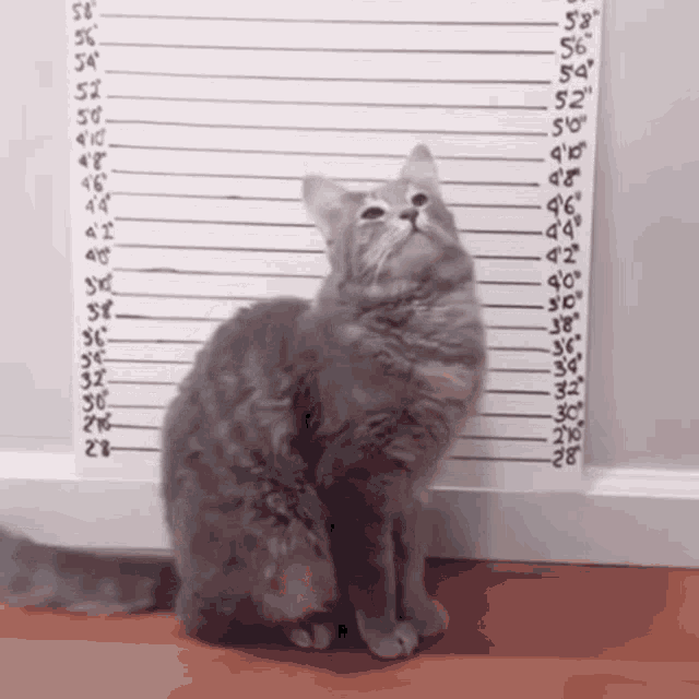 a cat is standing in front of a ruler that shows it 's height at 58 inches