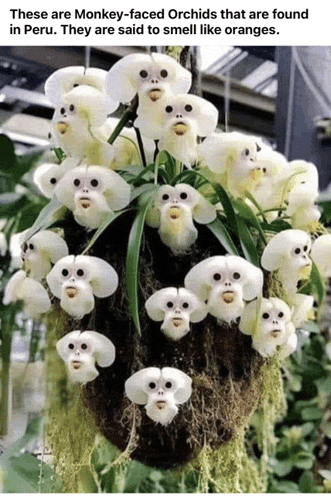 a bunch of monkey-faced orchids that are found in peru