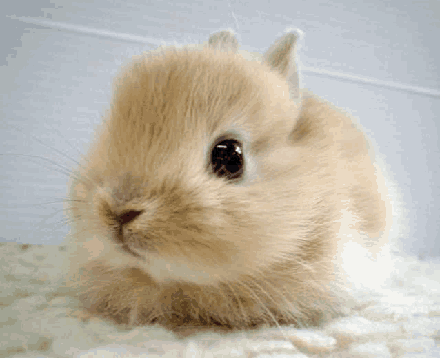 a close up of a baby rabbit laying on a blanket