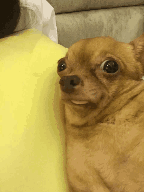 a small brown dog laying on a person 's lap