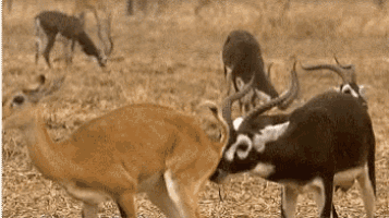 a herd of deer are standing in a field and one of them is licking another deer 's nose .