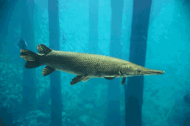 a large fish with a long nose is swimming in a body of water