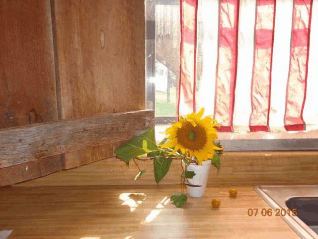 a sunflower in a vase sits on a kitchen counter