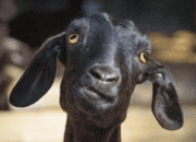 a close up of a black goat looking at the camera with yellow eyes .