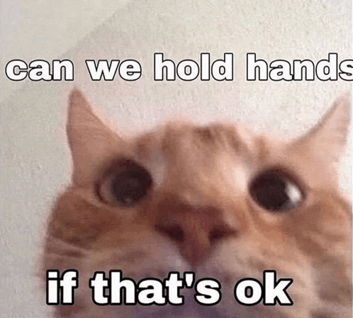 a cat is looking at the camera with the words `` can we hold hands if that 's ok '' written on it .