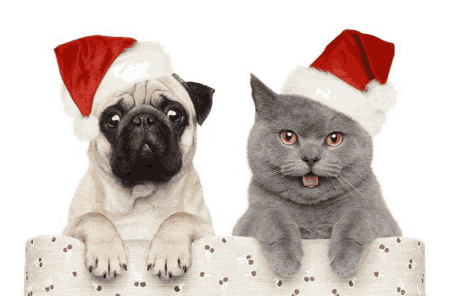 a pug dog and a cat wearing santa hats looking over a box