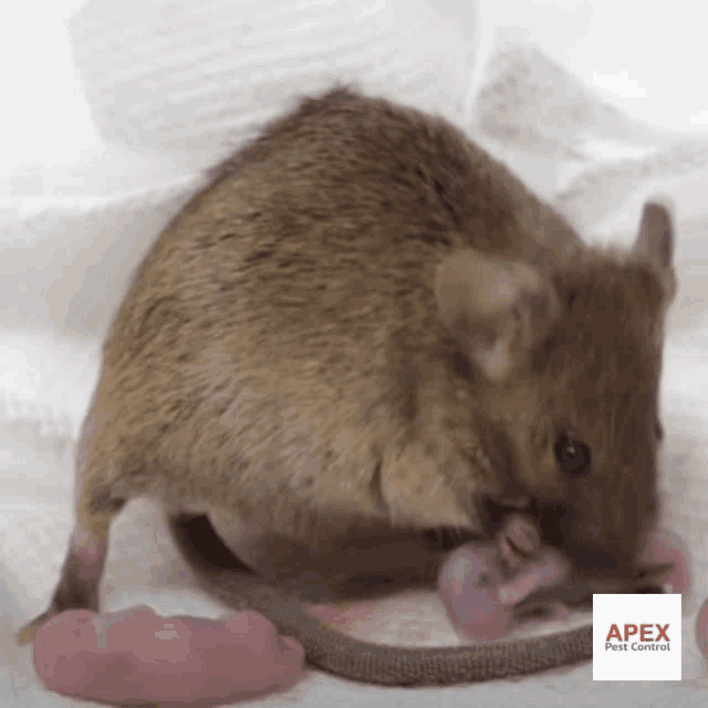 a mouse is laying on a white surface with a logo for apex pest control