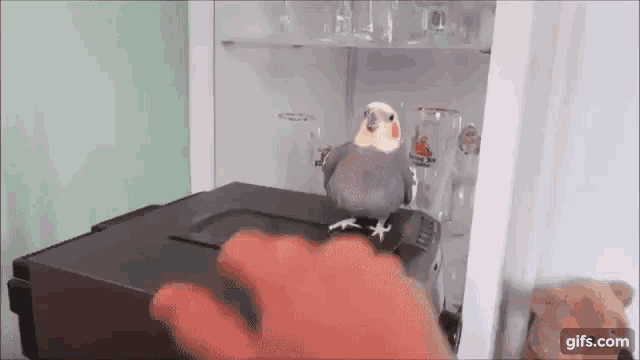 a bird is sitting on top of a shelf next to a hand .