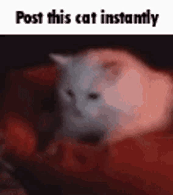 a white cat is sitting on a red blanket with the words `` post this cat instantly '' written above it .