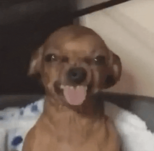 a brown dog is sitting on a couch with its tongue out .