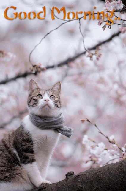 a cat with a scarf around its neck sits on a tree branch with flowers in the background and the words good morning