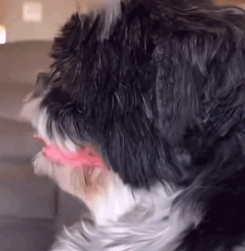 a close up of a dog 's face with a pink toy in its mouth