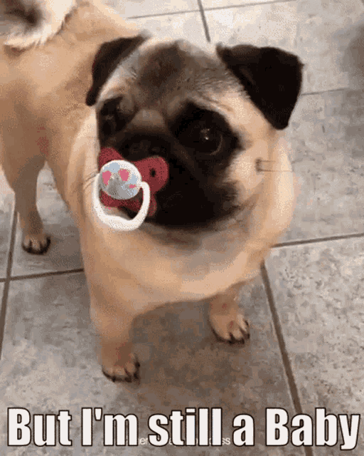 a pug dog holding a pacifier in its mouth with the caption but i 'm still a baby