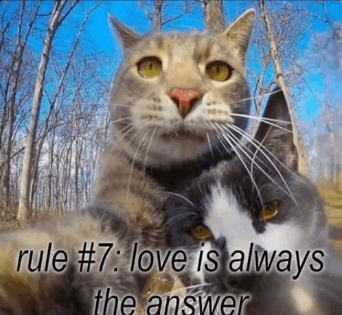 two cats are sitting next to each other with rule # 7 love is always the answer written below them